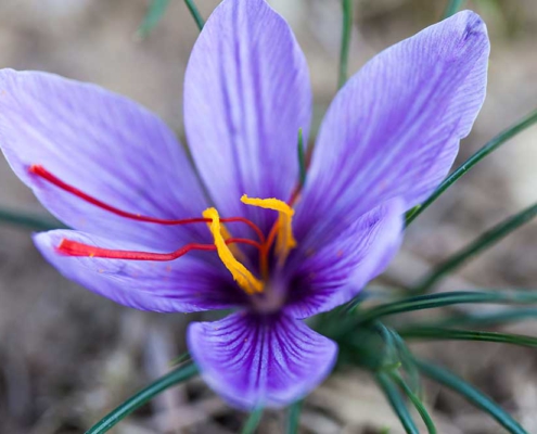 Safran – Das einzige Aroma das aus einer Blume stammt