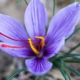 Safran – Das einzige Aroma das aus einer Blume stammt